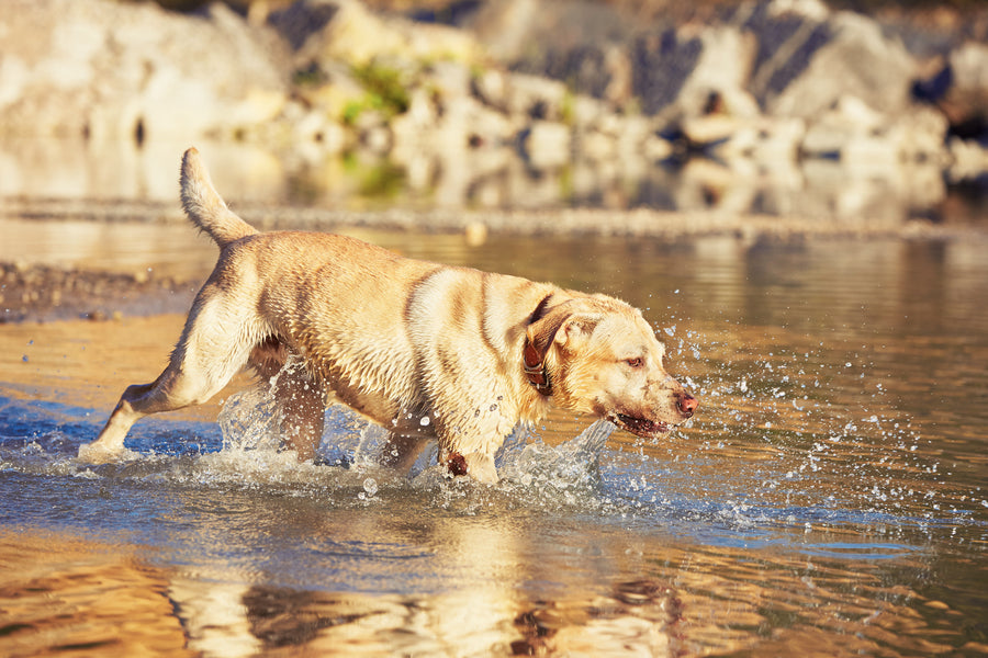 5 Ursachen für Durchfall und Erbrechen bei Hunden